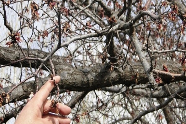هشدار به باغداران و گلخانهداران ارومیه درباره سرمازدگی بهاره